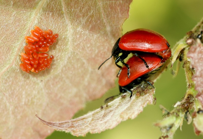 Ovature e larve neonate crisomela pioppo